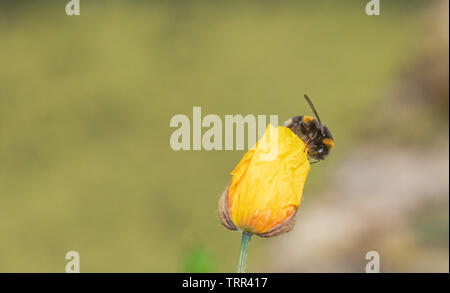 Bombus Lucorum, White tailed Hummel, auf einem gelben Waliser Mohn mit kopieren. Stockfoto