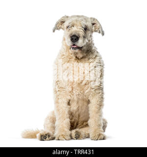 Bouvier des Flandres vor weißem Hintergrund sitzen Stockfoto