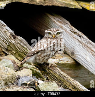 Eine Nahaufnahme eines kleinen Eule (UK), Athene noctua. Stockfoto