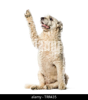 Bouvier des Flandres vor weißem Hintergrund sitzen Stockfoto