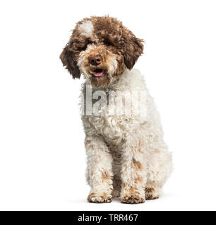 Lagotto Romagnolo, 7 Monate, vor weißem Hintergrund Stockfoto