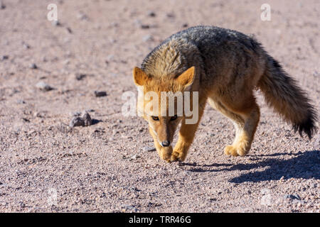 Eine Andean Fox oder Culpeo (Lycalopex Culpaeus) Wandern im Altiplano von Bolivien. Stockfoto