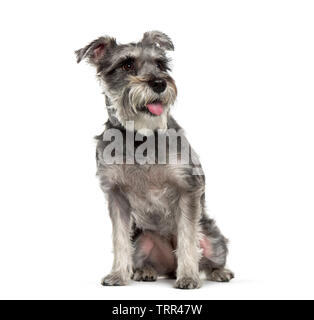 Zwergschnauzer vor weißem Hintergrund sitzen Stockfoto