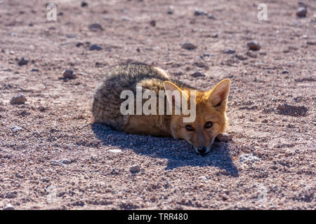 Eine Andean Fox oder Culpeo (Lycalopex Culpaeus) Festlegung im Altiplano von Bolivien. Stockfoto