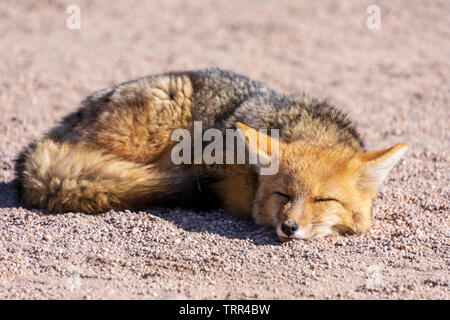 Eine Andean Fox oder Culpeo (Lycalopex Culpaeus) schlafen im Altiplano von Bolivien. Stockfoto