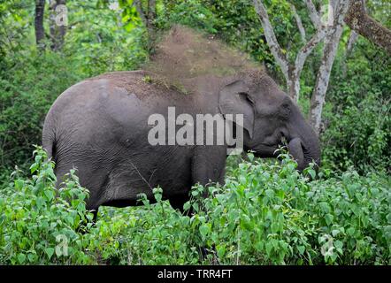 Der Indische Elefant Stockfoto