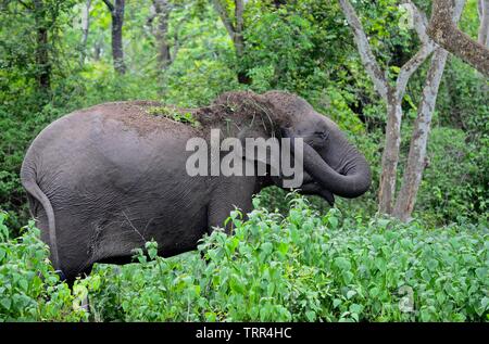 Der Indische Elefant Stockfoto