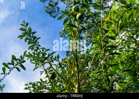 Calabash tree Crescentia cujete Stockfoto