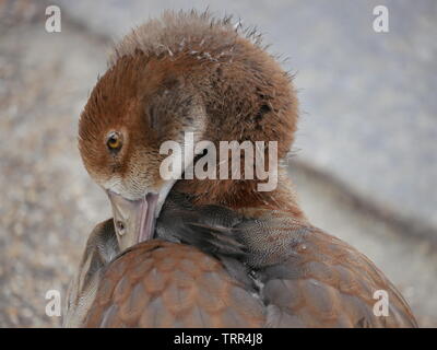 Juvenile Nilgans alopochen Aegyptiaca - putzen auf der Bank am Hyde Park, London, UK Stockfoto