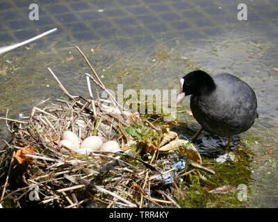 Nach Coot-Fulica atra mit einer Kupplung der Eier in ein Nest am Hyde Park, London, UK Stockfoto