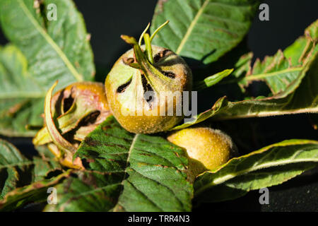 Mespilus germanica Apple Stockfoto