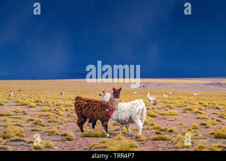 Zwei Lamas in weite, offene Landschaft des bolivianischen Altiplano, Deutschland Stockfoto