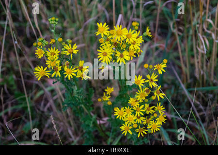 Gelbe Blume Senico extensa Stockfoto