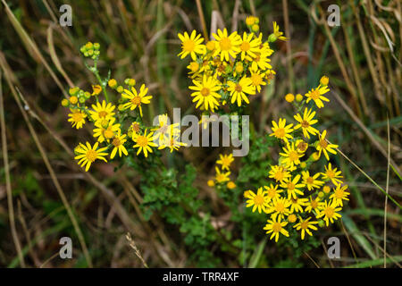 Gelbe Blume Senico extensa Stockfoto