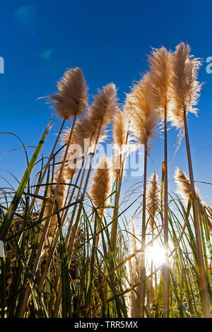 Pampagras aka Cortaderia selloana Silhouette oder hintergrundbeleuchtet, vor blauem Himmel bei Sonnenaufgang, Dämmerung oder Sonnenuntergang Stockfoto