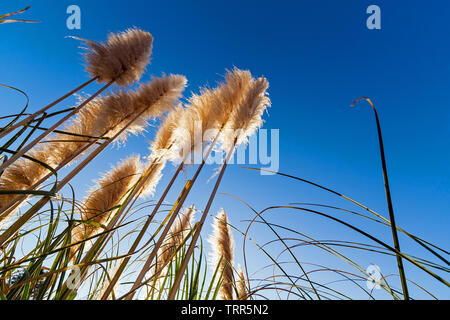 Pampagras aka Cortaderia selloana Silhouette oder hintergrundbeleuchtet, vor blauem Himmel bei Sonnenaufgang, Dämmerung oder Sonnenuntergang Stockfoto