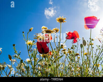 Leuchtend rote Mohnblumen Hintergrundbeleuchtung im Mohnfeld. Auf der Suche nach oben oder nach oben vom Boden aus Stockfoto