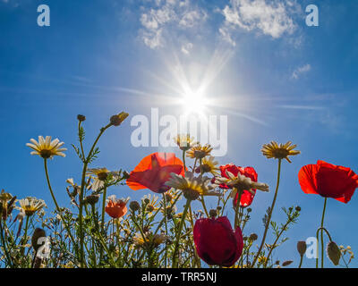 Leuchtend rote Mohnblumen Hintergrundbeleuchtung im Mohnfeld. Auf der Suche nach oben oder nach oben vom Boden aus Stockfoto