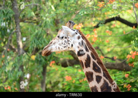 Afrikanische selbst-toed ungulate Säugetiere Giraffe Stockfoto