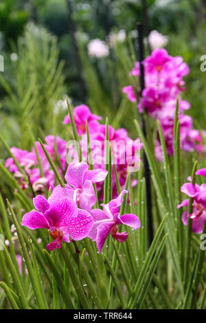 Schönen Lila Rosa Orchideen im National Orchid Garden, Botanischer Garten Singapur, Singapur, Asien Stockfoto
