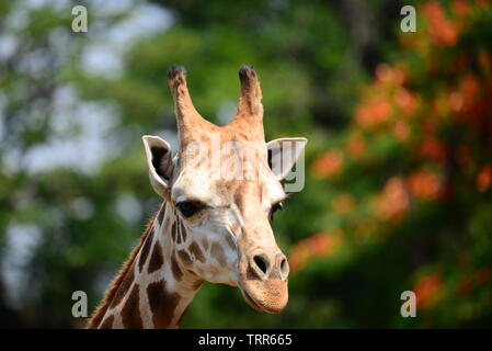 Afrikanische selbst-toed ungulate Säugetiere Giraffe Stockfoto