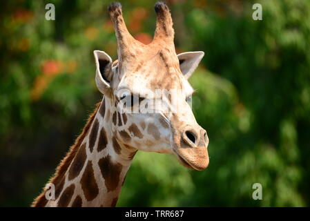 Afrikanische selbst-toed ungulate Säugetiere Giraffe Stockfoto