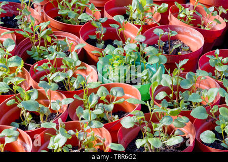 Anlage Anbau im Garten Gewächshaus Stockfoto