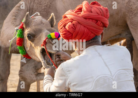 Indische Männer und Herde Kamele in der Wüste Thar in Pushkar Kamel Mela in der Nähe der heiligen Stadt Pushkar, Rajasthan, Indien. Diese Messe ist die größte Camel Trading Fair Stockfoto