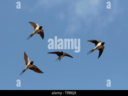 Schwalben im Flug Stockfoto