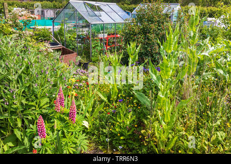 Schrebergarten mit Sommerblumen und Gewächshaus, Eglinton Züchter Kleingärten, Kilwinning, Ayrshire, Schottland Stockfoto