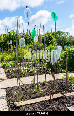 Plastikflaschen auf Stöcken verwendet, um Vögeln und Insekten über Pflanzen in einem Garten in der eglington Growes Kleingärten, kilwinning, Ayrshire erschrecken, Sc Stockfoto