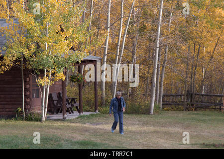 Herbstlaub, Aspen, Hütte am Absaroka Ranch, Wyoming. Stockfoto