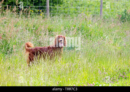 In einer BRITISCHEN Feldern, in der Nähe der einheimischen Flora Stockfoto