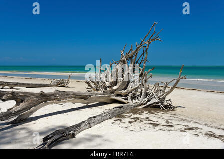 Schöne verwitterten Treibholz am Strand von Bier kann Insel Longboat Key, Florida Stockfoto