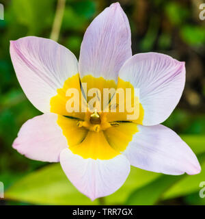 Eine Makroaufnahme einer Tulpe lila Wunder Bloom. Stockfoto