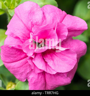 Eine Makroaufnahme einer rosa Petunien blühen. Stockfoto