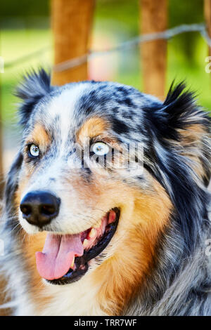 Blick auf einen Australian Shepherd Stockfoto