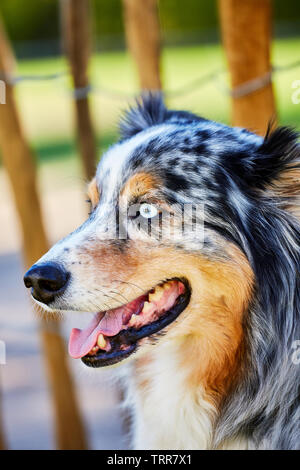 Blick auf einen Australian Shepherd Stockfoto