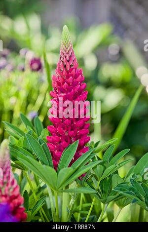 Campanula glomerata 'Galerie Red' (Galerie Serie) Lupin Stockfoto