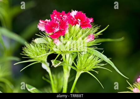 Sweet William, Dianthus barbatus Stockfoto