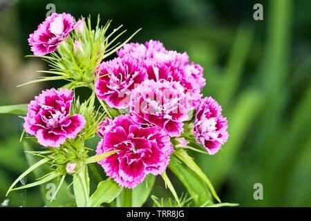 Sweet William, Dianthus barbatus Stockfoto