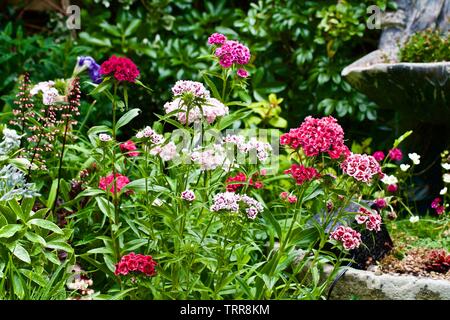 Sweet William, Dianthus barbatus Stockfoto