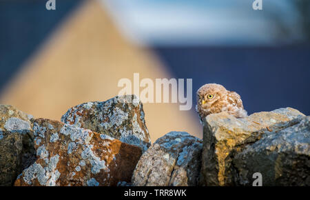 Am frühen Morgen Sonnenaufgang mit kleine Eule sitzen auf der Steinmauer beobachten, was in der Landwirte Feld gehen. Stockfoto