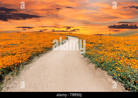 Einladende Weg durch Poppy wildflower super Blüte Feld mit Sonnenuntergang Himmel in Südkalifornien. Stockfoto