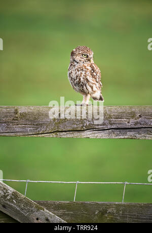 Am frühen Morgen Sonnenaufgang mit kleine Eule saß auf dem Zaun & Tor beobachten, was in der Landwirte Feld gehen. Stockfoto