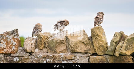 Am frühen Morgen Sonnenaufgang mit kleine Eule sitzen auf der Steinmauer beobachten, was in der Landwirte Feld gehen. Stockfoto