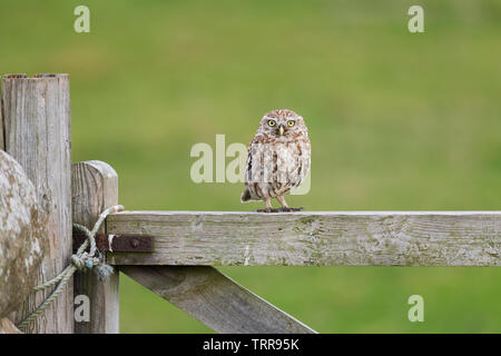 Am frühen Morgen Sonnenaufgang mit kleine Eule saß auf dem Zaun & Tor beobachten, was in der Landwirte Feld gehen. Stockfoto