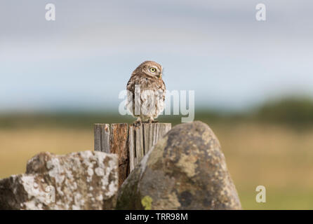 Am frühen Morgen Sonnenaufgang mit kleine Eule sitzen auf der Steinmauer beobachten, was in der Landwirte Feld gehen. Stockfoto