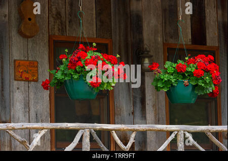 Geranium in hängenden grün Blumentöpfe über eine hölzerne Geländer auf eine hölzerne Veranda. Stockfoto