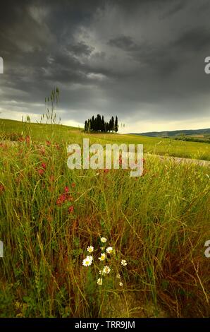 Val d'Orcia, Italien - Juni, 2019: Zypressen in der Nähe von San Quirico d'Orcia mit schönen Blumen im Vordergrund und bewölkter Himmel, Italien. Stockfoto